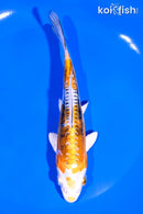 5.75" HEISEI NISHIKI