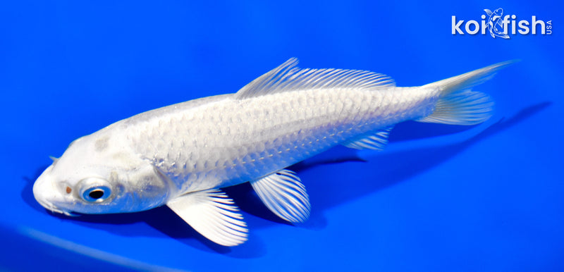 5.5" PLATINUM OGON