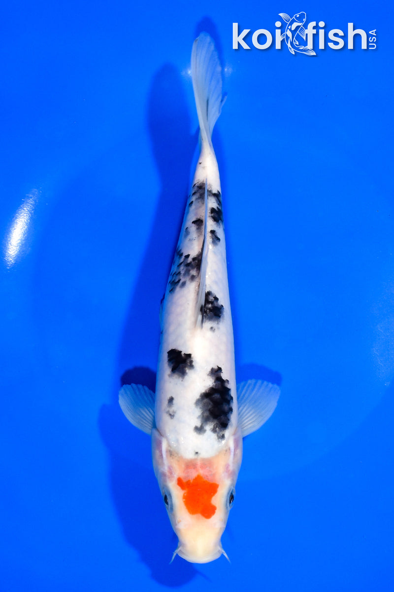 7.75" TANCHO SANKE
