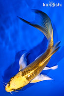 5" KI MATSUBA BUTTERFLY