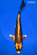 9.75" KIN ORENJI MATSUBA