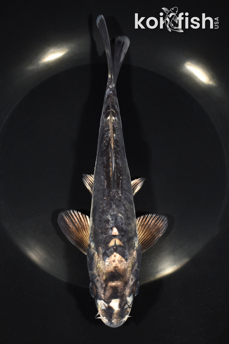7.75" KIKOKURYU