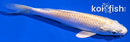 6.5" HARIWAKE