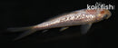 3.5" GINRIN SORAGOI