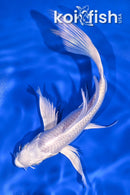 7.5" PLATINUM OGON BUTTERFLY