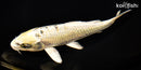 7.75" KUJAKU