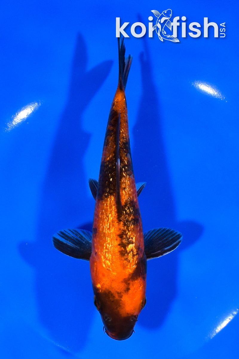 6.5" GINRIN HI UTSURI