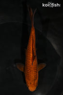 5.5" CHAGOI