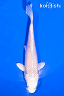 5" PLATINUM OGON