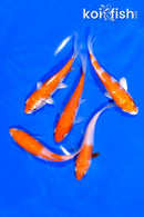PACK OF (5) 4-5" STANDARD KOI