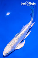 5" GINRIN GIN MATSUBA BUTTERFLY