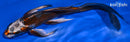 9.75" BENI GINGA BUTTERFLY
