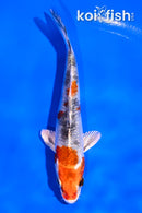4" KUJAKU