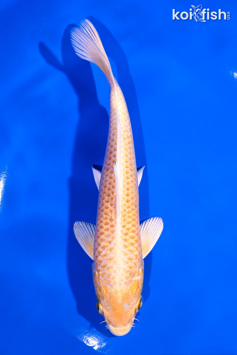 6.5" YAMABUKI OGON