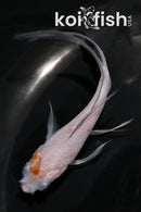 4.5" OCHIBA SHIGURE BUTTERFLY