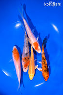 PACK OF (5) 4-5" STANDARD KOI
