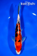 8.25" DOITSU KUCHIBENI SANKE