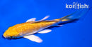 4.5" GINRIN YAMABUKI OGON BUTTERFLY
