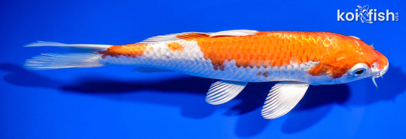 7.75" HARIWAKE