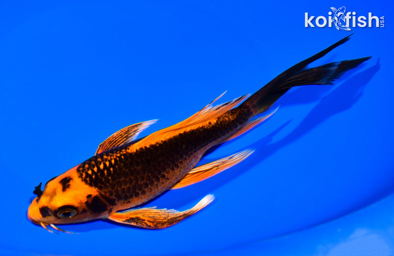 7" ORENJI MATSUBA BUTTERFLY