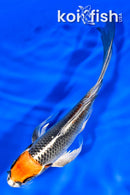 6.75" BENI GINGA BUTTERFLY