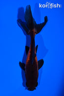 4.75" WATONAI GOLDFISH