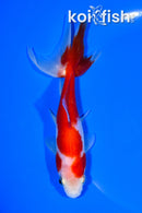 5.5" SARASA WATONAI GOLDFISH