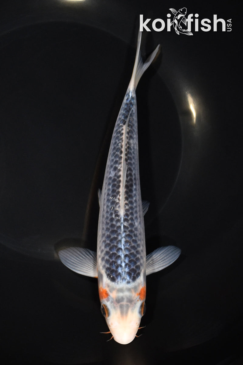 7.75" ASAGI