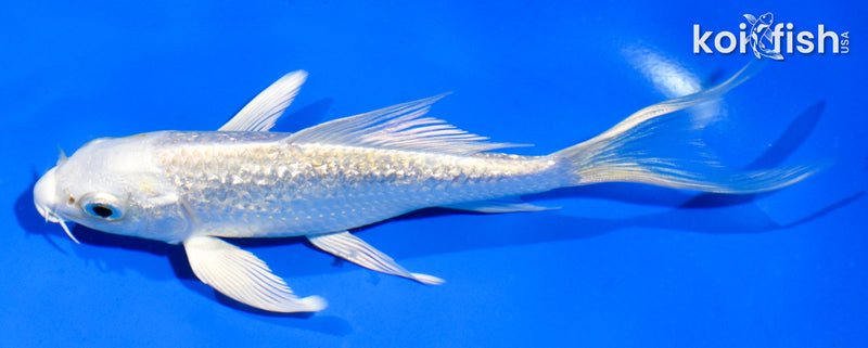 5.5" GINRIN PLATINUM OGON BUTTERFLY