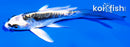 4.5" KIKOKURYU BUTTERFLY
