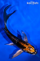 5.25" BENI KIKOKURYU BUTTERFLY