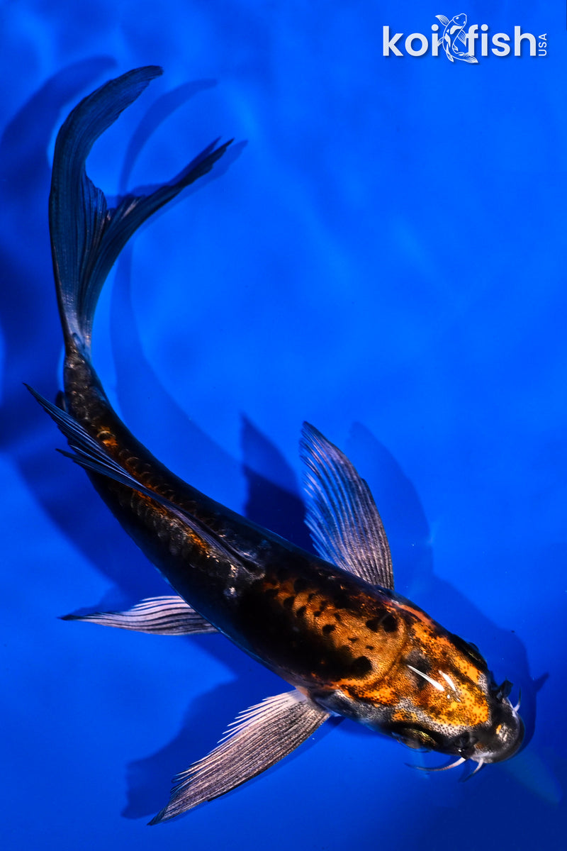 5.25" BENI KIKOKURYU BUTTERFLY