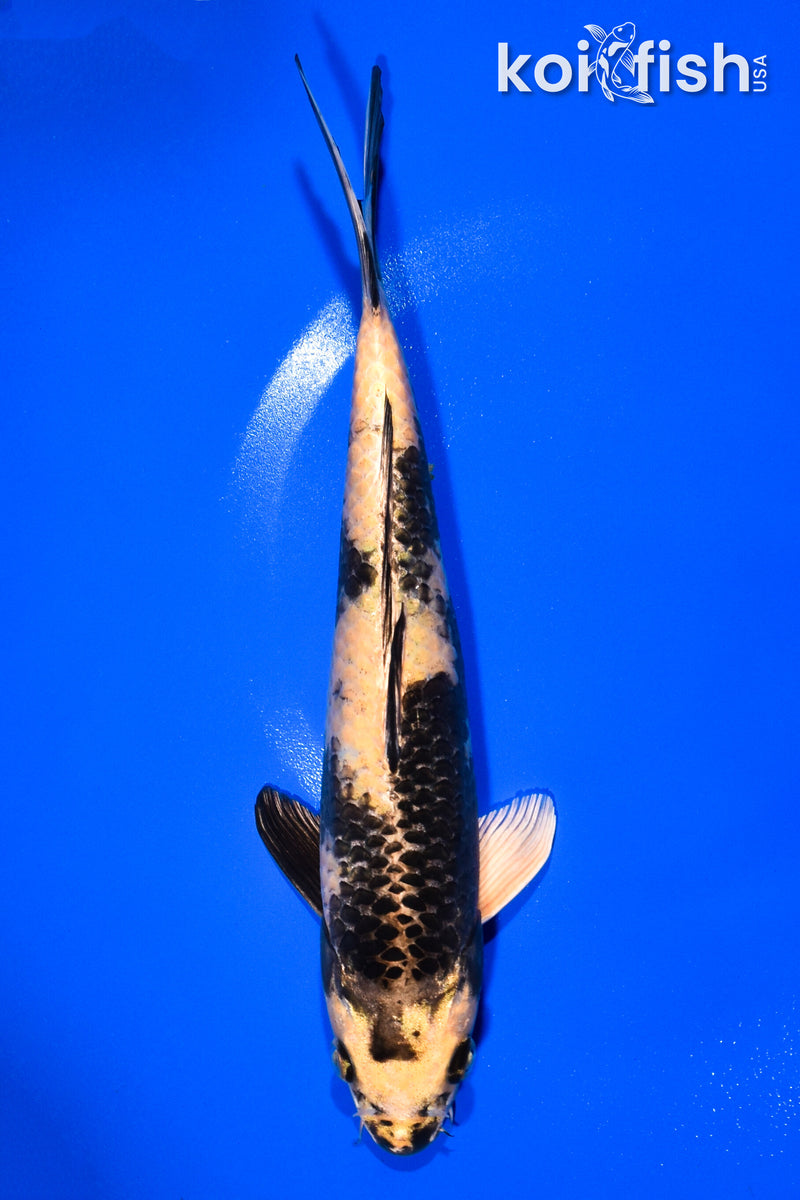 10.5" KIN KI UTSURI