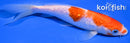 6.5" GINRIN KOHAKU