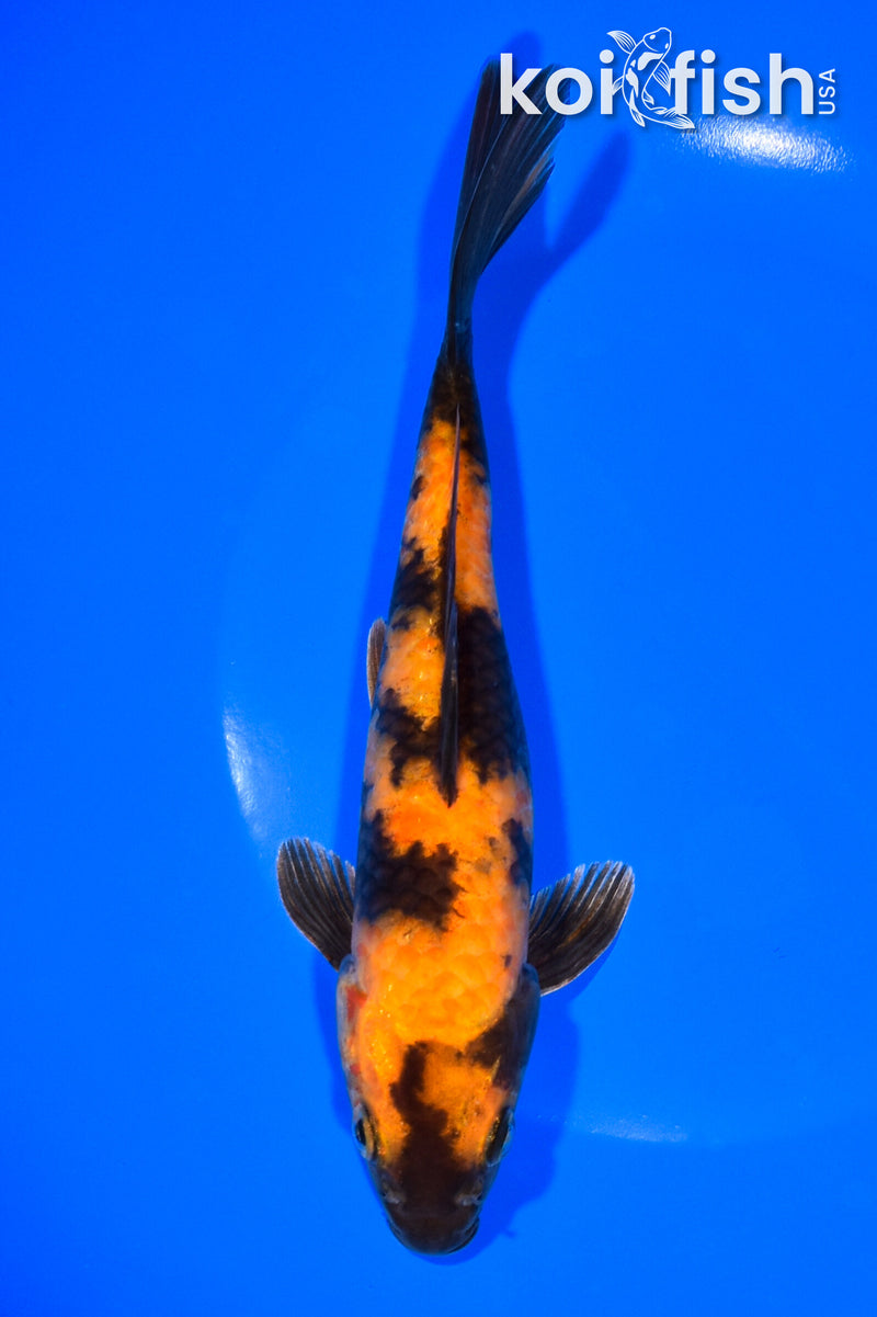 7.5" KIN HI UTSURI
