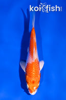 3.5" HARIWAKE