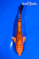 5" DOITSU ORENJI MATSUBA