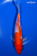 6.75" HARIWAKE