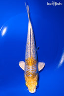 8.25" GINRIN LEMON HARIWAKE