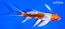 5" HEISEI NISHIKI BUTTERFLY