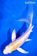 6" GINRIN LEMON HARIWAKE BUTTERFLY