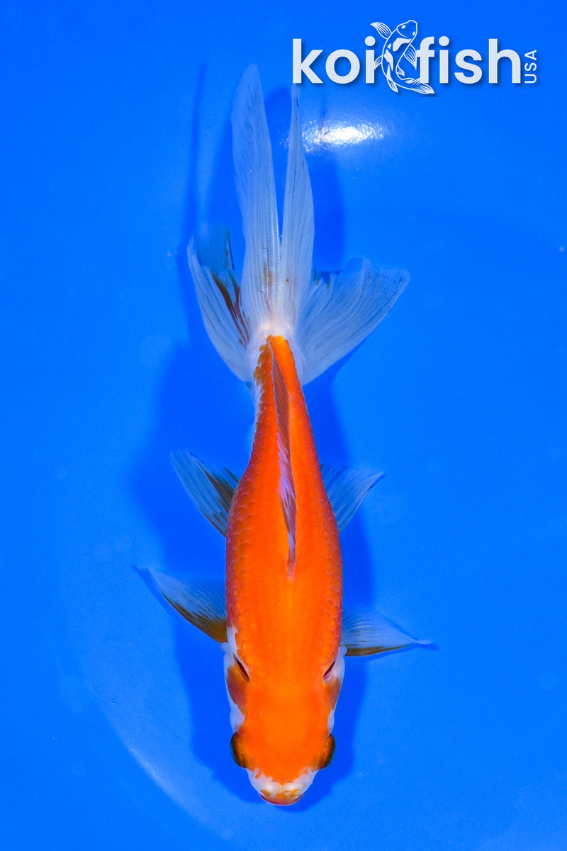 6" WAKIN GOLDFISH