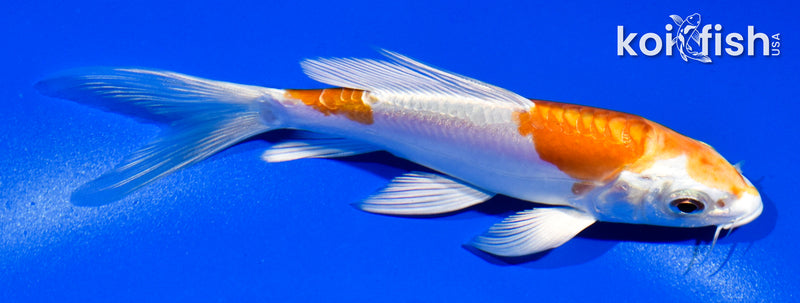 5" KIKUSUI BUTTERFLY