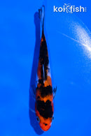4.5" SANKE