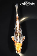 6.25" ARAGOKE BENI KIKOKURYU