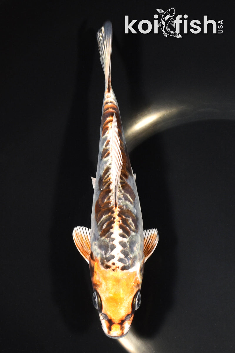 6.25" ARAGOKE BENI KIKOKURYU