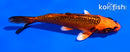 5" ORENJI MATSUBA