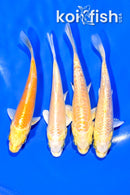 PACK OF (4) 3.75-4" MIXED STANDARD KOI