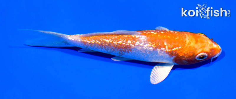 5.25" GINRIN HARIWAKE