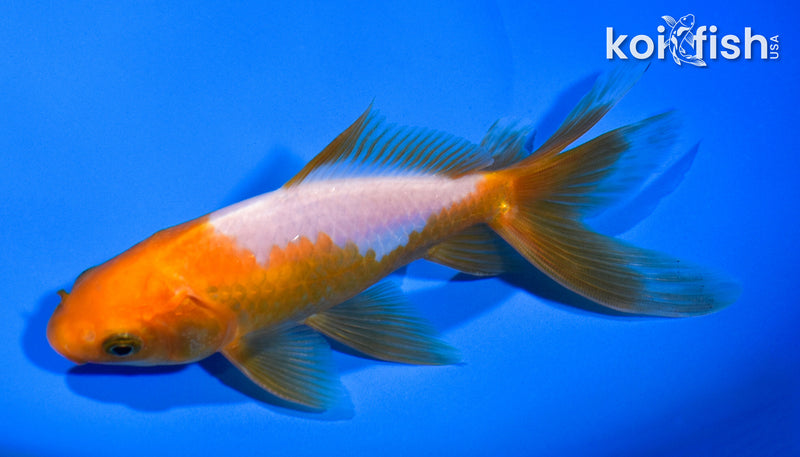 5.75" WAKIN GOLDFISH